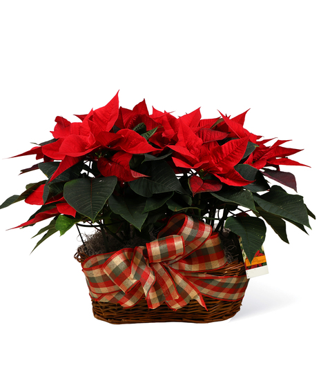 Poinsettia Basket