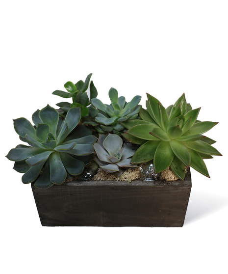 Indoor Desert Garden