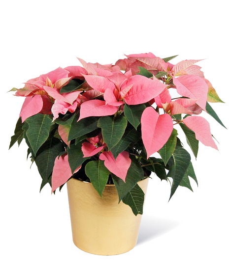 Pink Poinsettia