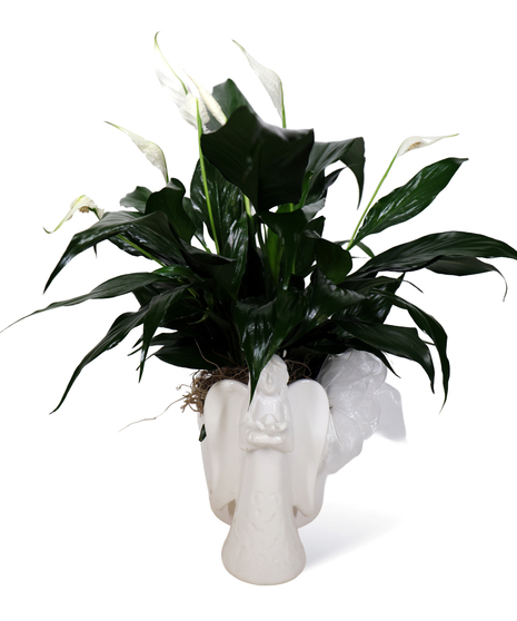 Angel Peace Lily