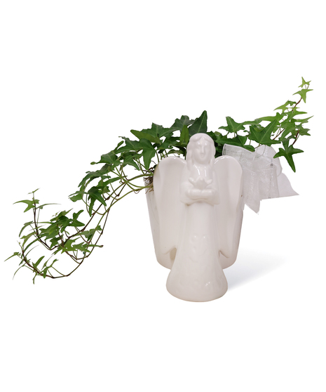 Angel Peace Ivy