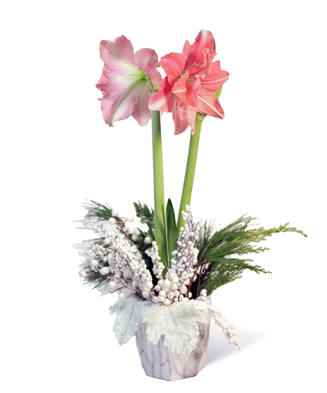 Winter Amaryllis