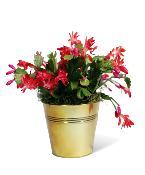 Christmas Cactus