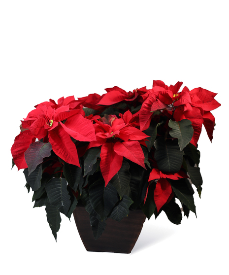 Extra Large Poinsettia