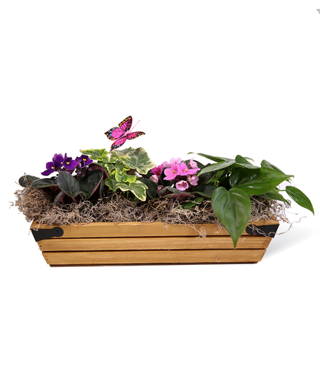 Violet Tray Uniontown, PA