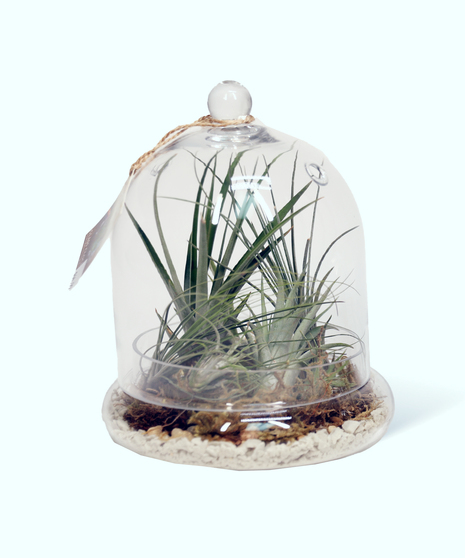 Glass Dome Air Plants gift ideas
