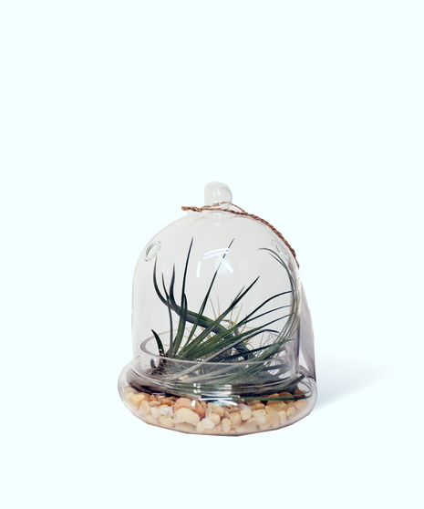 Glass Dome Air Plants gift ideas