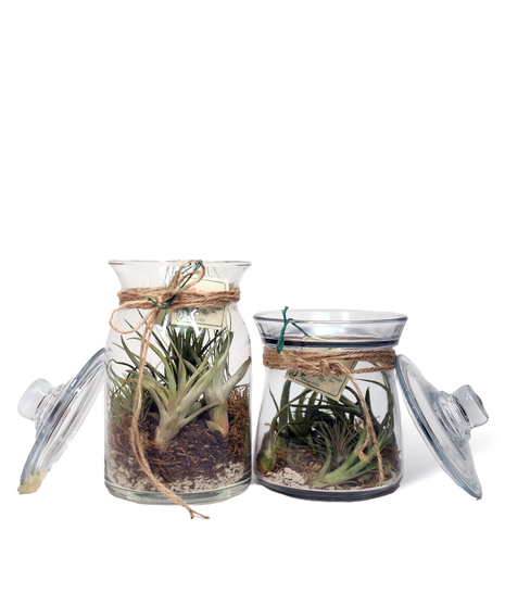Glass Jar Air Plants