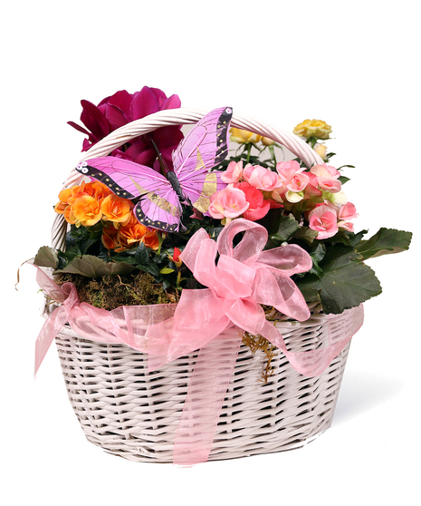 Butterfly Basket