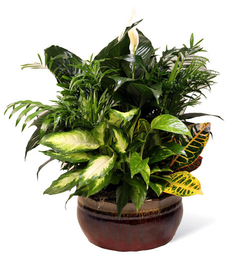 Modern Dish Gardens