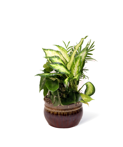 Modern Dish Gardens - Neubauer's Flowers