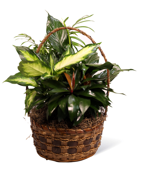 Wicker Planter Gardens