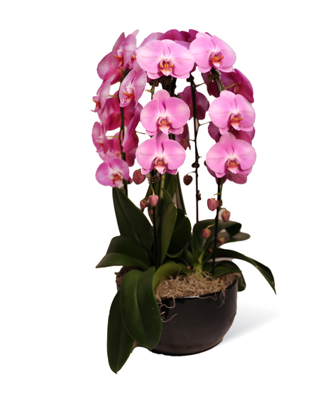 Orchid Bowl