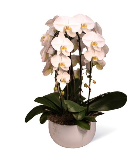 Orchid Bowl Uniontown, PA