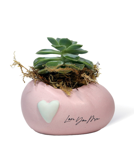 Love you Mom Succulent