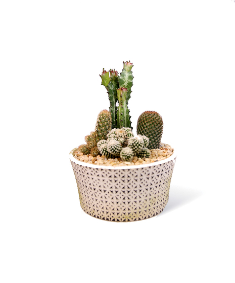 Designed Cactus Gardens Uniontown, PA