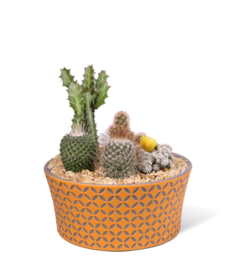 Designed Cactus Gardens
