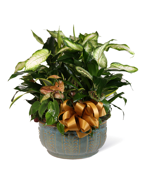 Ceramic Planter Gardens