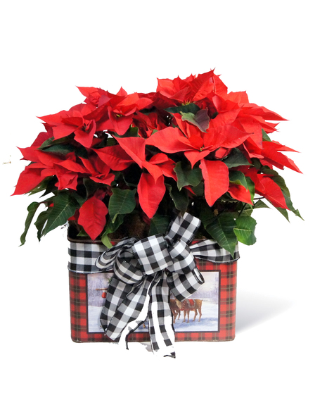 Holiday Poinsettia Tin Uniontown, PA