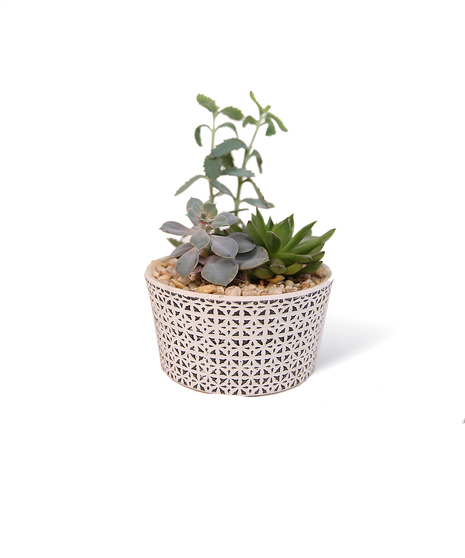 Designed Succulent Garden