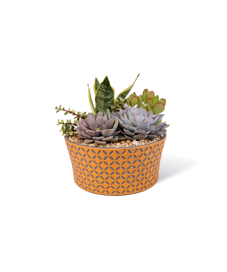 Designed Succulent Garden