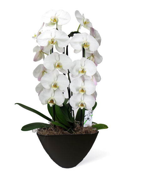 Waterfall Orchid Uniontown, PA