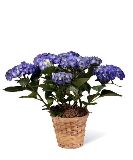 Blue Hydrangea Plant