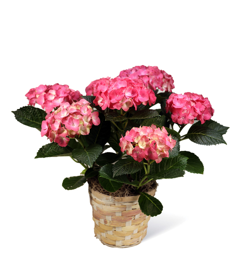 Pink Hydrangea Plant Delivery Uniontown (PA) Neubauer's Flowers