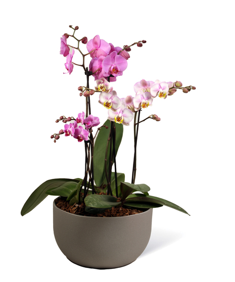 Orchids - Neubauer's Flowers