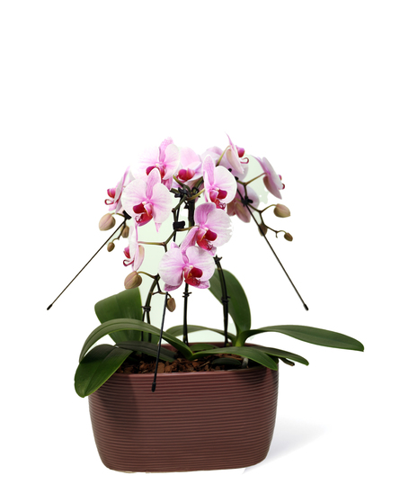 Orchids - Neubauer's Flowers