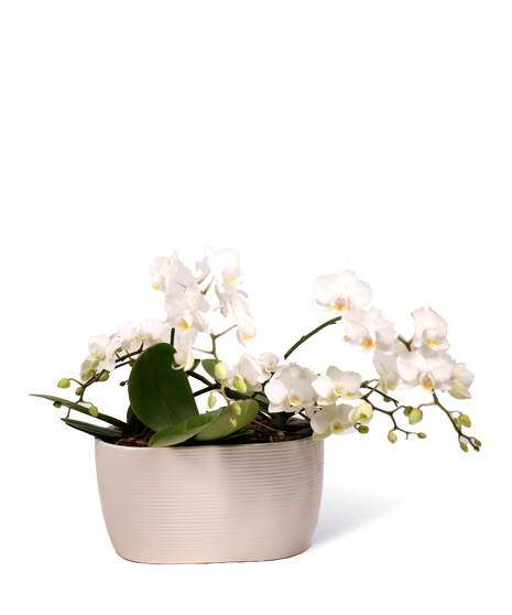 Orchids - Neubauer's Flowers