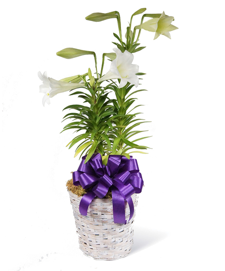 Easter Lily - Triple Stem