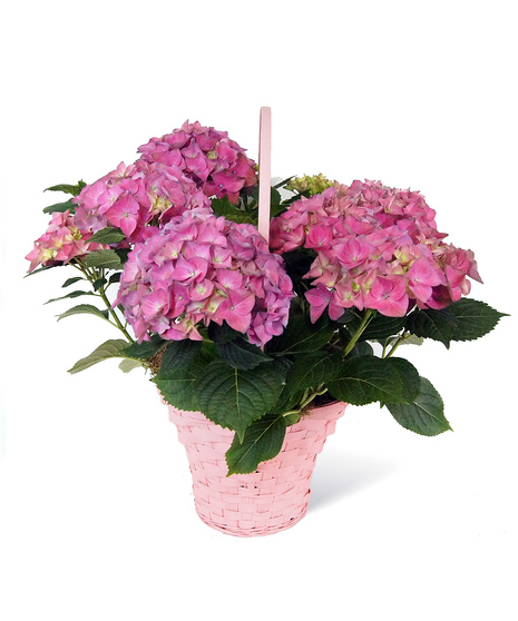 Exquisite Hydrangeas Uniontown, PA
