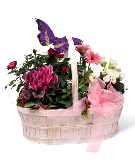 Mother's Day
