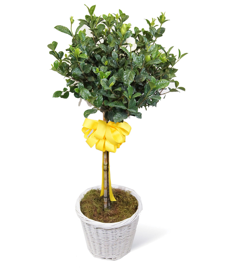 Grand Gardenia Topiary