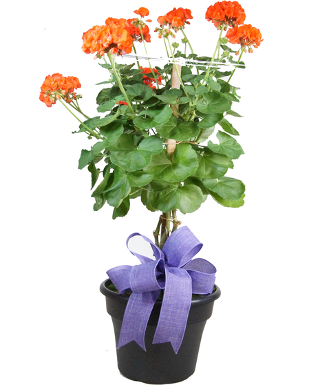 Geranium Topiary