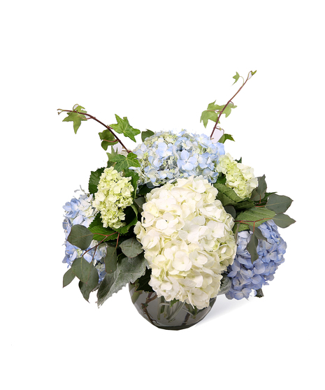 Hydrangea Uniontown, PA