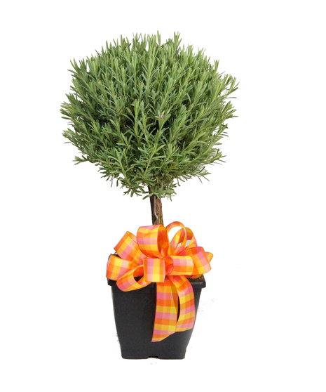 Lavender Topiary