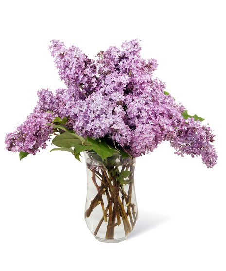 Lilac