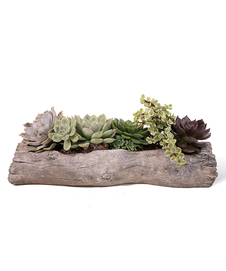 Ceramic Succulent Gardens