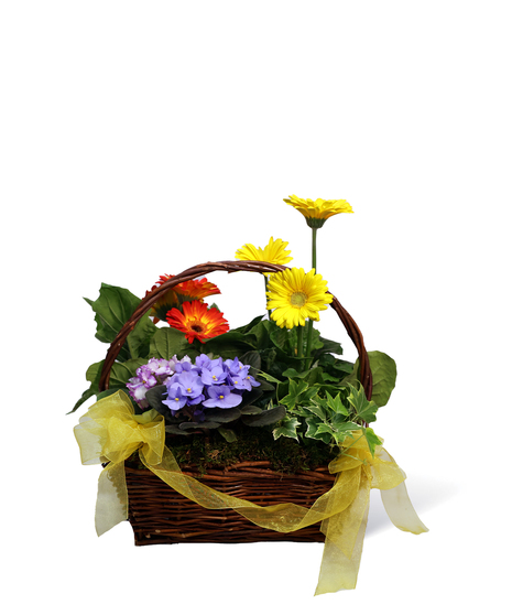 Sunshine Basket Uniontown Gifts
