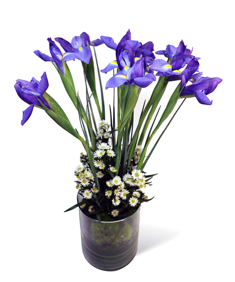 Wild about Iris