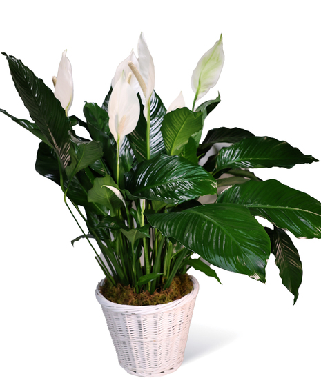 Peace Lily Plants