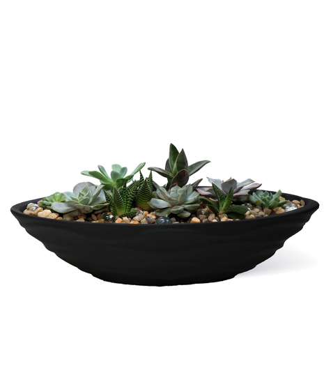 Contemporary Succulent Bowl