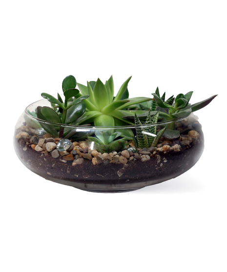 Glass Succulent Bowl