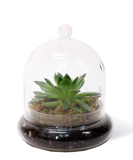 The Enchanting Succulent