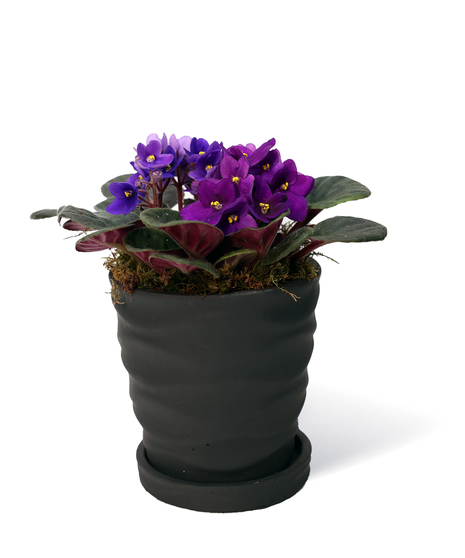Contemporary Violet Pot