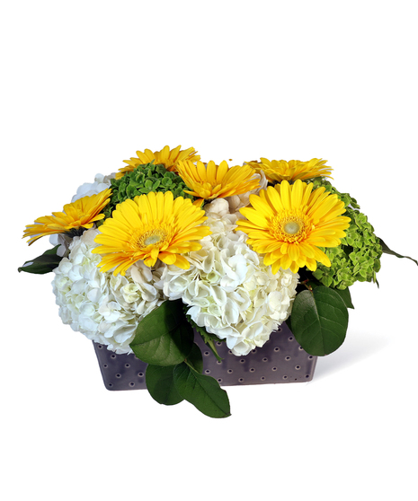 Window Box
