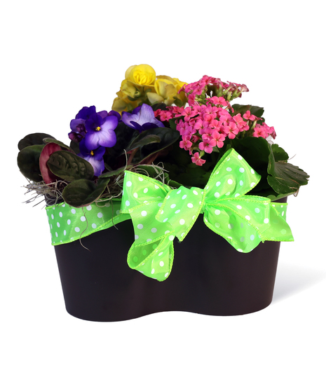 Spring Assortment