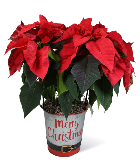 Merry Christmas Poinsettias